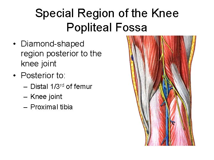 Special Region of the Knee Popliteal Fossa • Diamond-shaped region posterior to the knee