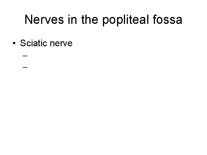 Nerves in the popliteal fossa • Sciatic nerve – – 