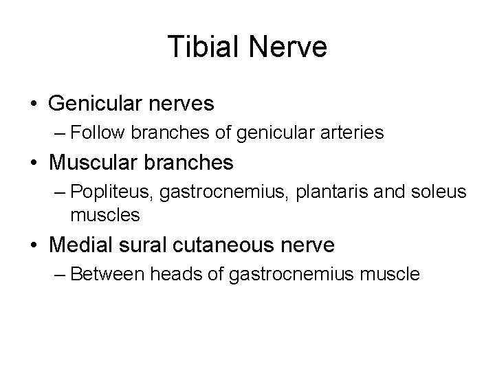Tibial Nerve • Genicular nerves – Follow branches of genicular arteries • Muscular branches