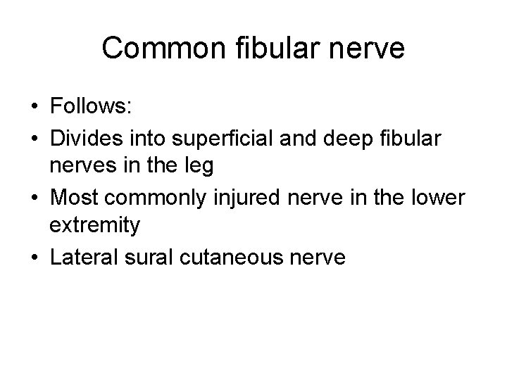 Common fibular nerve • Follows: • Divides into superficial and deep fibular nerves in