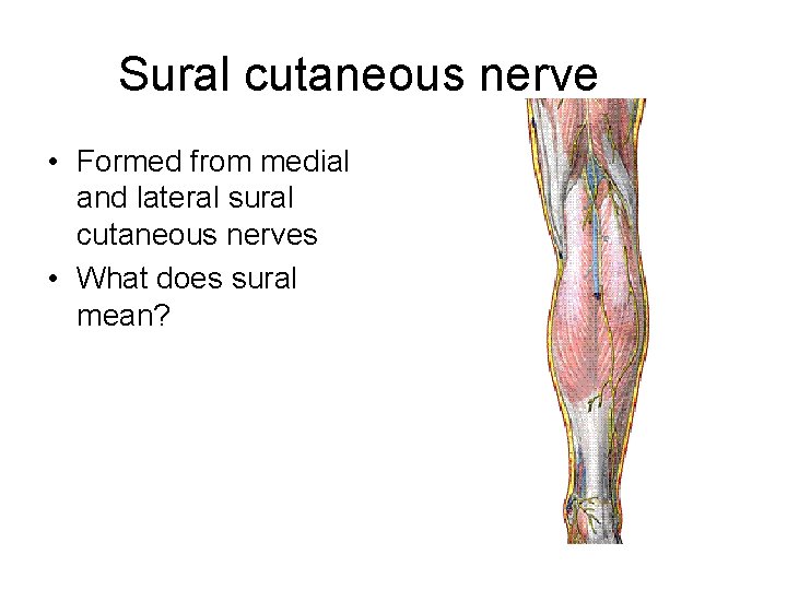 Sural cutaneous nerve • Formed from medial and lateral sural cutaneous nerves • What