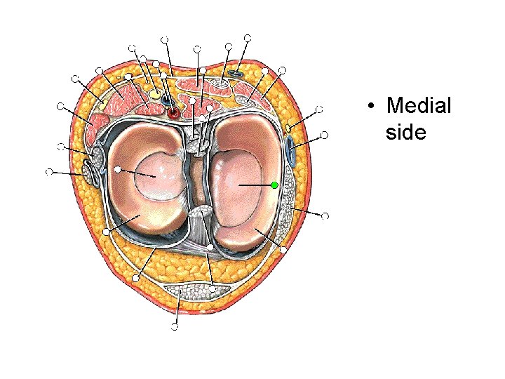 Tibia pic • Medial side 