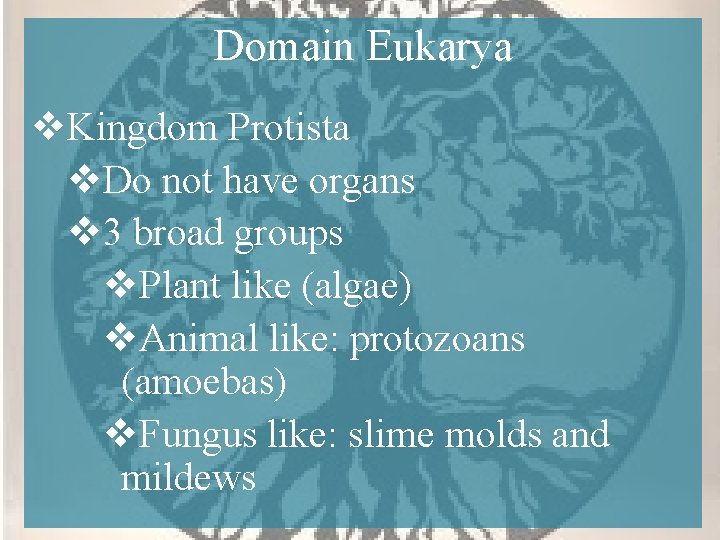 Domain Eukarya v. Kingdom Protista v. Do not have organs v 3 broad groups