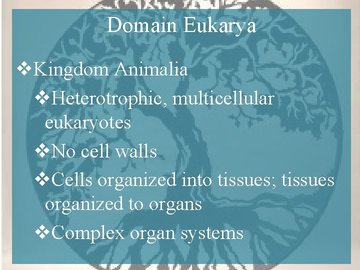 Domain Eukarya v. Kingdom Animalia v. Heterotrophic, multicellular eukaryotes v. No cell walls v.