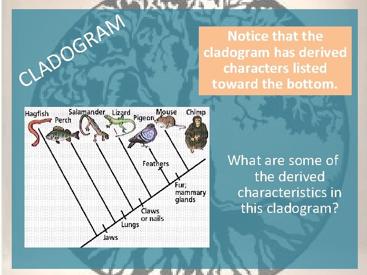 CL D A M A R G O Notice that the cladogram has derived