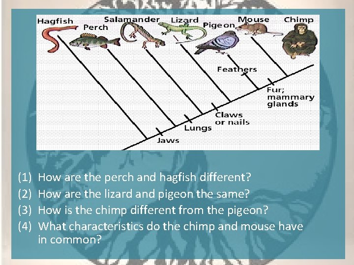 (1) (2) (3) (4) How are the perch and hagfish different? How are the