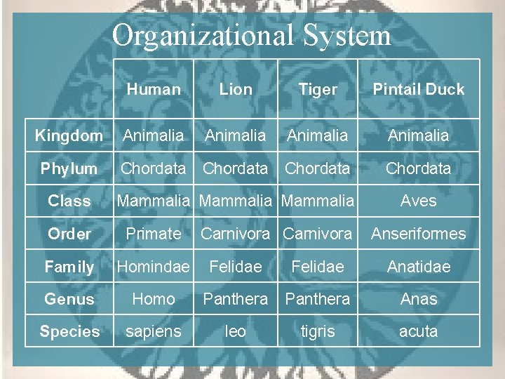 Organizational System Human Lion Tiger Pintail Duck Animalia Phylum Chordata Class Mammalia Aves Kingdom
