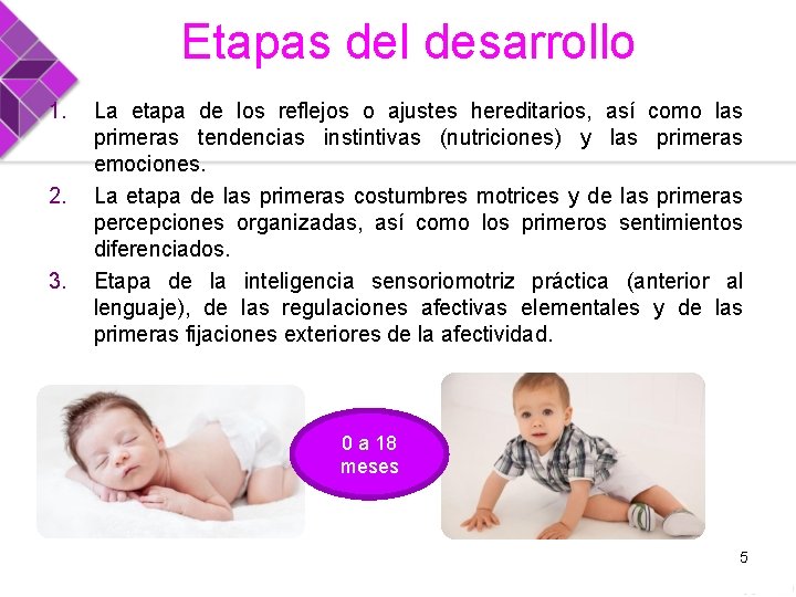 Etapas del desarrollo 1. 2. 3. La etapa de los reflejos o ajustes hereditarios,