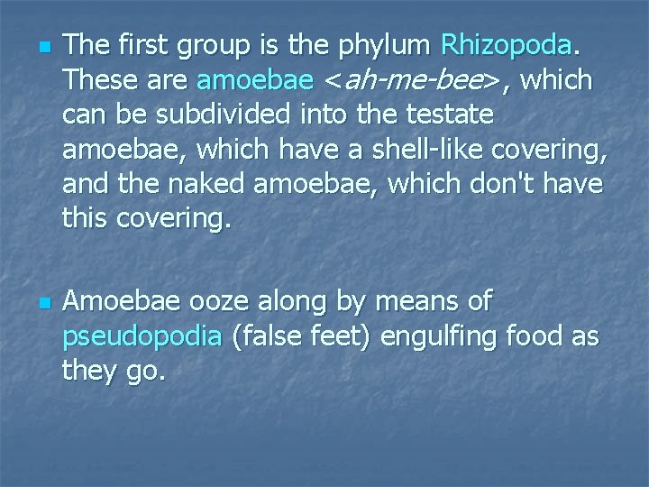 n n The first group is the phylum Rhizopoda. These are amoebae <ah-me-bee>, which