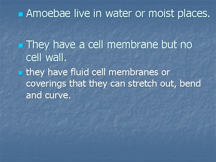 n n n Amoebae live in water or moist places. They have a cell