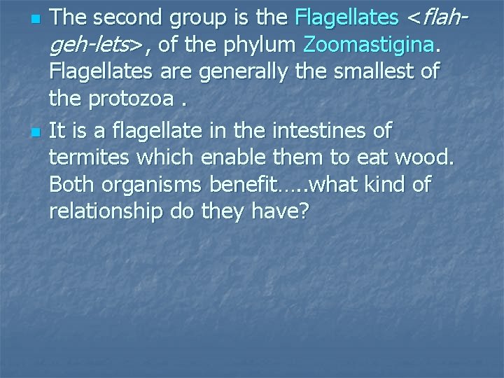 n n The second group is the Flagellates <flahgeh-lets>, of the phylum Zoomastigina. Flagellates