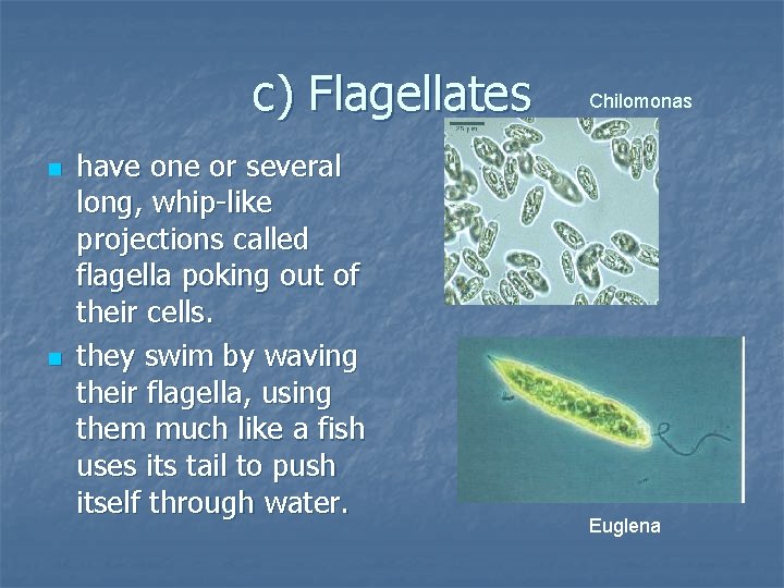 c) Flagellates n n have one or several long, whip-like projections called flagella poking