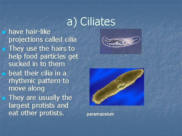 a) Ciliates n n have hair-like projections called cilia They use the hairs to