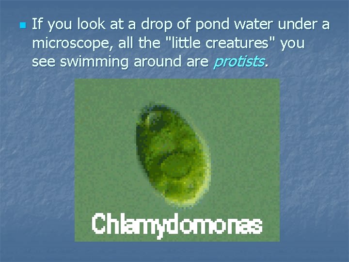 n If you look at a drop of pond water under a microscope, all