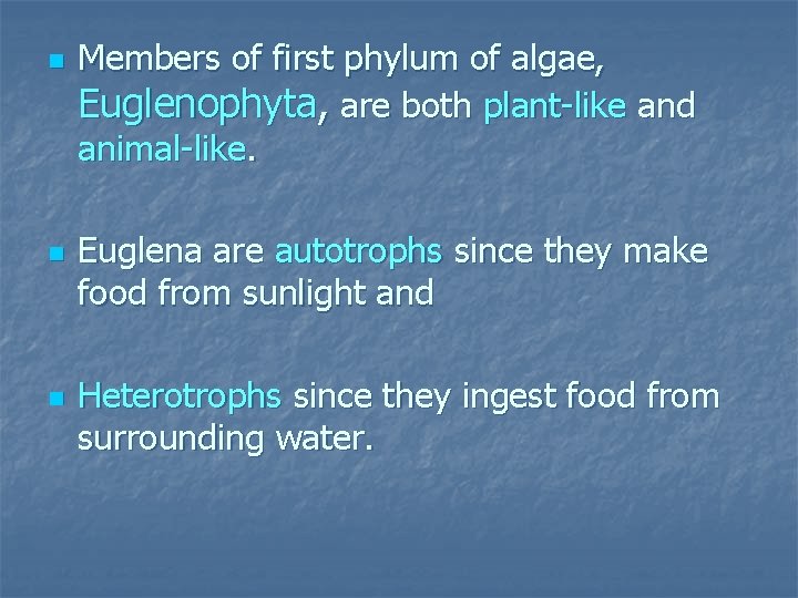 n n n Members of first phylum of algae, Euglenophyta, are both plant-like and