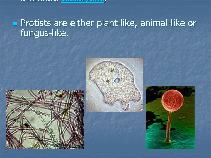 therefore eukaryotic. n Protists are either plant-like, animal-like or fungus-like. 