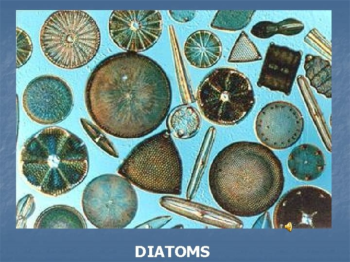 DIATOMS 