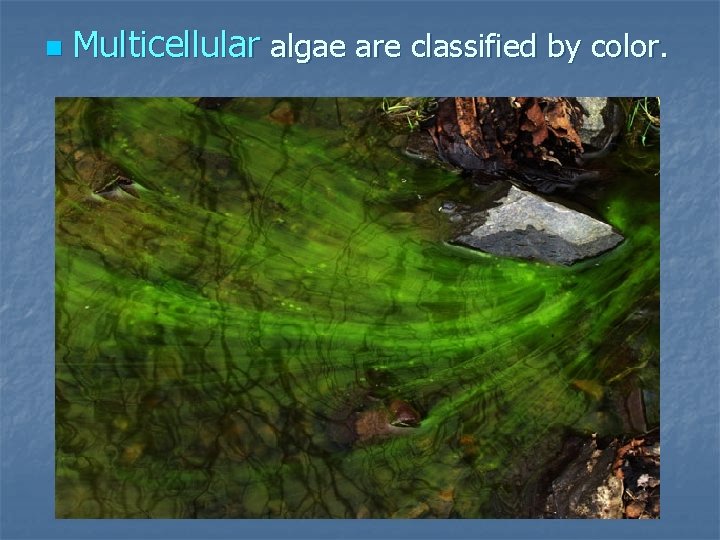n Multicellular algae are classified by color. 