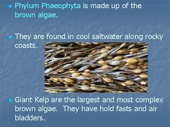 n n n Phylum Phaeophyta is made up of the brown algae. They are