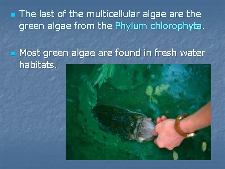 n n The last of the multicellular algae are the green algae from the