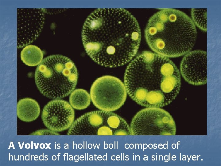 A Volvox is a hollow boll composed of hundreds of flagellated cells in a