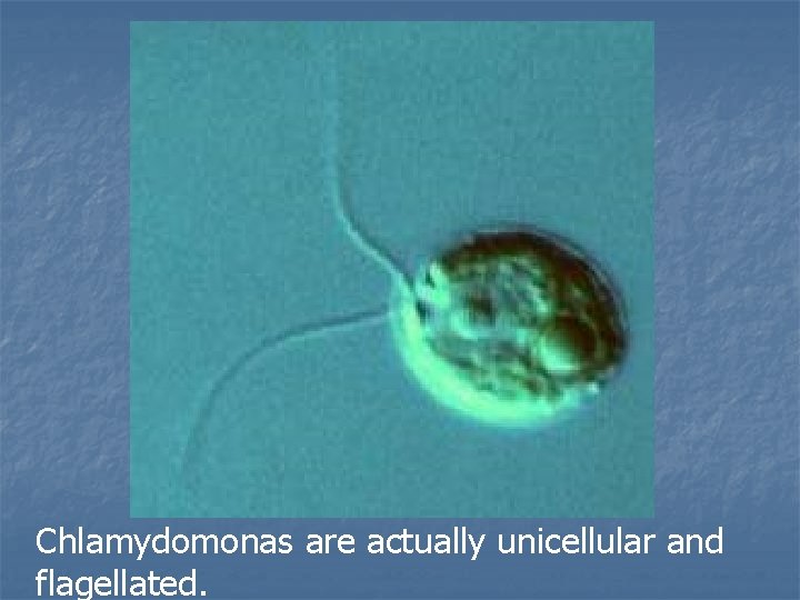 Chlamydomonas are actually unicellular and flagellated. 