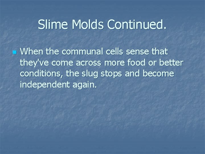 Slime Molds Continued. n When the communal cells sense that they've come across more