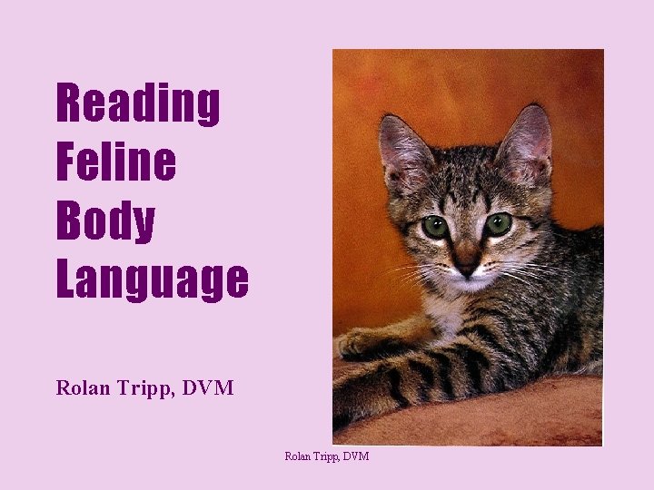 Reading Feline Body Language Rolan Tripp, DVM 