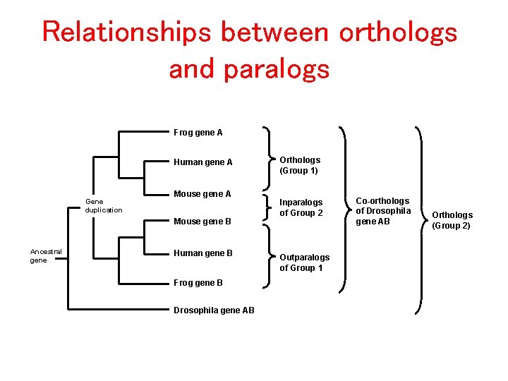 Phylogeny A brief introduction in 4 hours Outline