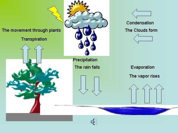 Condensation The movement through plants The Clouds form Transpiration Precipitation The rain falls Evaporation