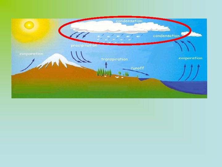 The process of evaporation from plants is called