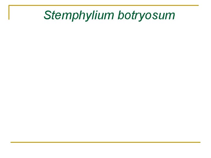 Stemphylium botryosum 