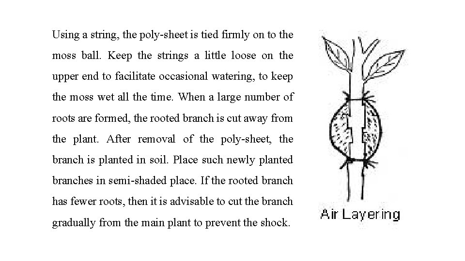 Using a string, the poly sheet is tied firmly on to the moss ball.