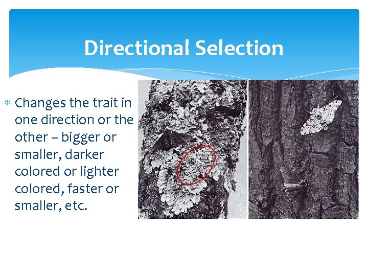Directional Selection Changes the trait in one direction or the other – bigger or