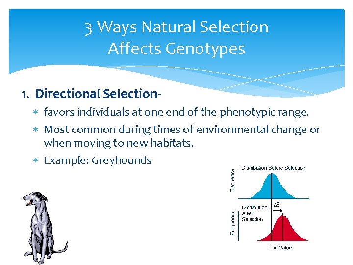 3 Ways Natural Selection Affects Genotypes 1. Directional Selection favors individuals at one end