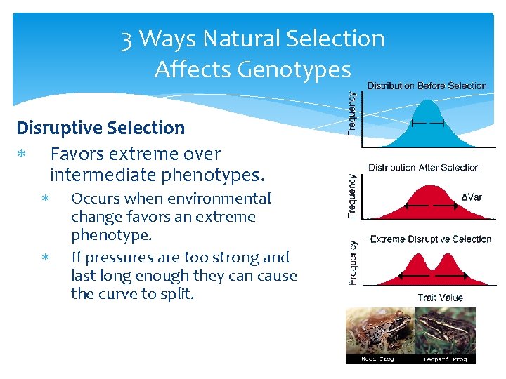3 Ways Natural Selection Affects Genotypes Disruptive Selection Favors extreme over intermediate phenotypes. Occurs
