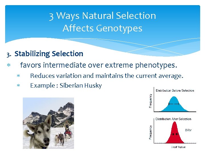 3 Ways Natural Selection Affects Genotypes 3. Stabilizing Selection favors intermediate over extreme phenotypes.