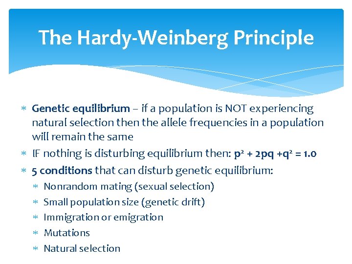 The Hardy-Weinberg Principle Genetic equilibrium – if a population is NOT experiencing natural selection