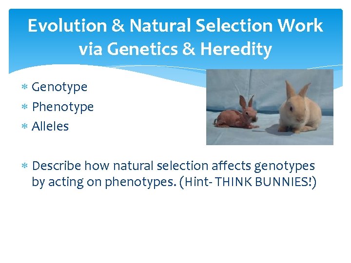 Evolution & Natural Selection Work via Genetics & Heredity Genotype Phenotype Alleles Describe how