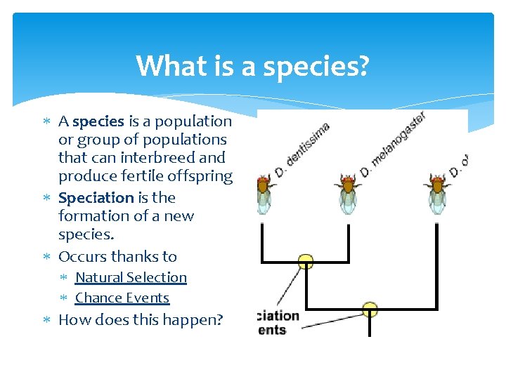 What is a species? A species is a population or group of populations that