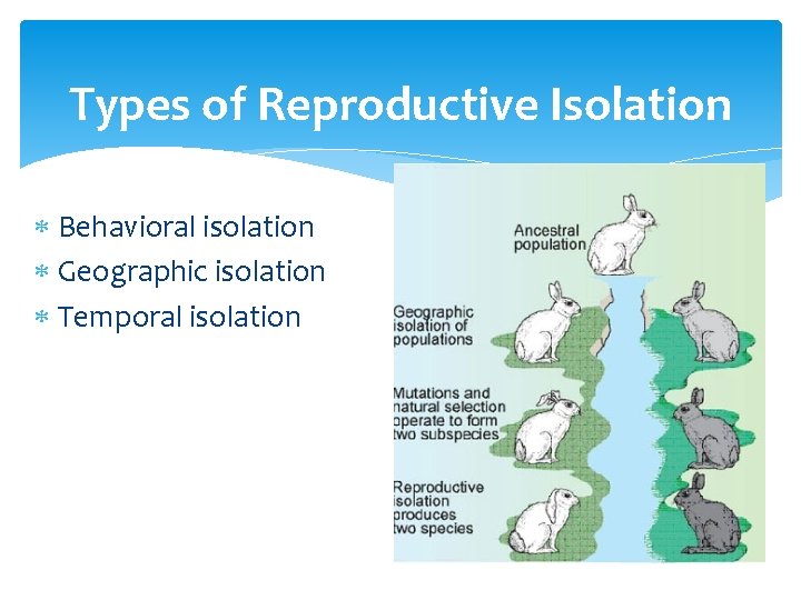 Types of Reproductive Isolation Behavioral isolation Geographic isolation Temporal isolation 