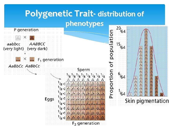 Polygenetic Trait- distribution of phenotypes 