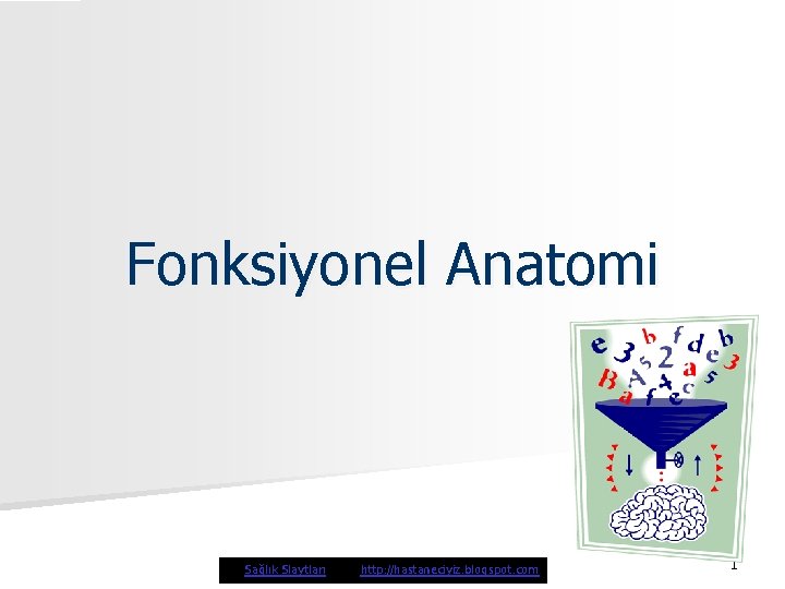 Fonksiyonel Anatomi Sağlık Slaytları http: //hastaneciyiz. blogspot. com 1 