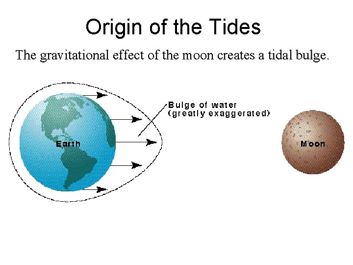 Origin of the Tides The gravitational effect of the moon creates a tidal bulge.