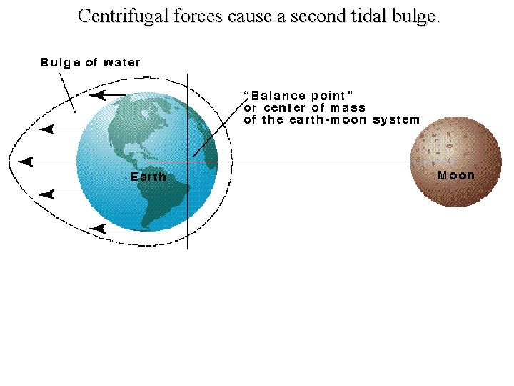 Centrifugal forces cause a second tidal bulge. 