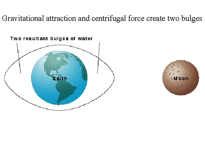 Gravitational attraction and centrifugal force create two bulges 