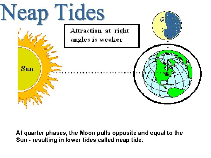 At quarter phases, the Moon pulls opposite and equal to the Sun - resulting