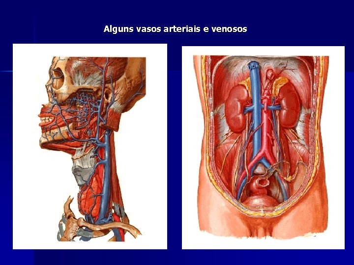 Alguns vasos arteriais e venosos 