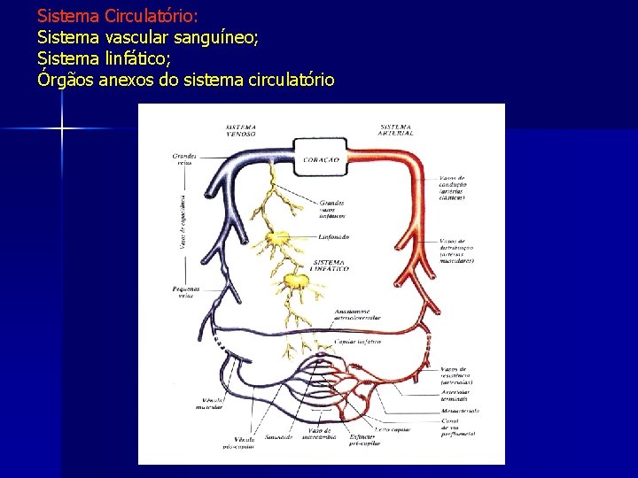 Sistema Circulatório: Sistema vascular sanguíneo; Sistema linfático; Órgãos anexos do sistema circulatório 