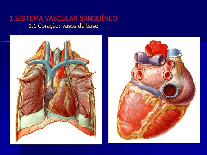 1. SISTEMA VASCULAR SANGUÍNEO 1. 1 Coração: vasos da base 
